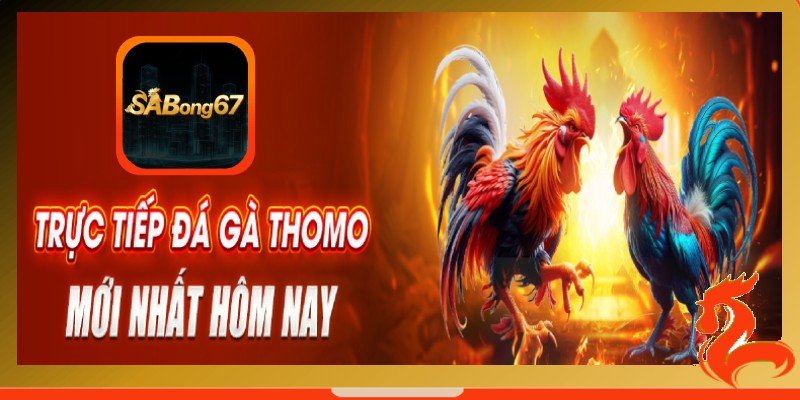 Đá gà trực tiếp Thomo là gì?