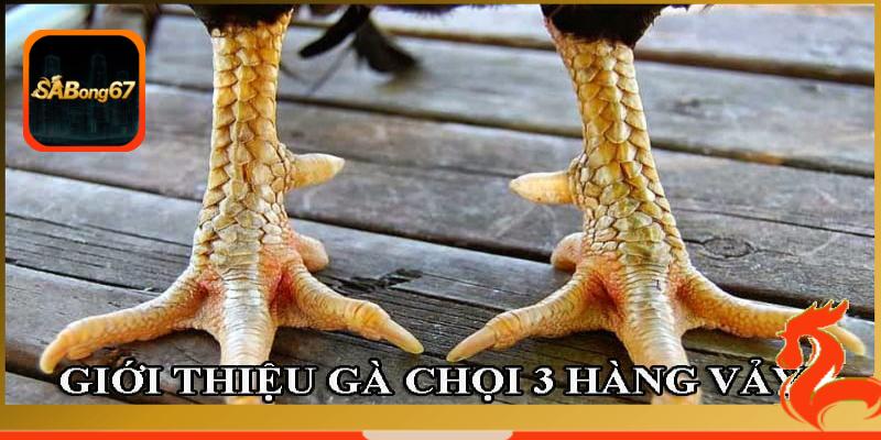 Gà 3 hàng vảy là gì?