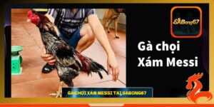 Gà chọi Xám Messi tại Sabong67