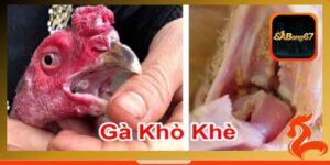 Gà đá xong bị khò khè - Cách điều trị hiệu quả cho chiến kê