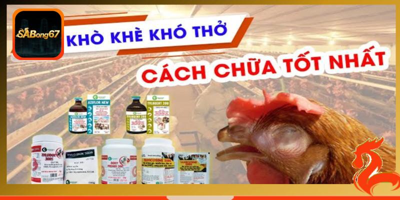 Sử dụng thuốc kháng sinh để chữa