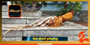 Gà đuôi phụng - Đặc điểm đơn giản để nhận dạng giống gà