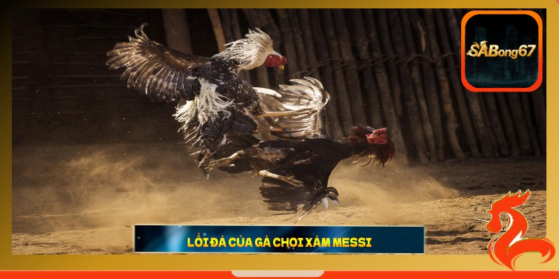 Lối đá của gà chọi Xám Messi