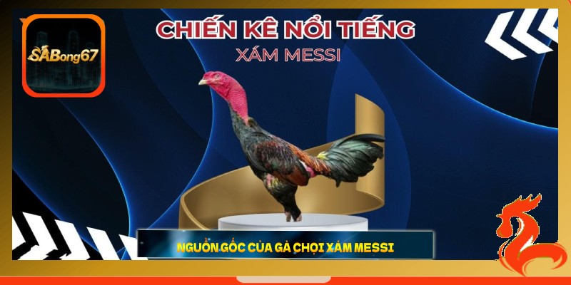 Nguồn gốc của gà chọi Xám Messi