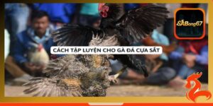 SABONG67 chia sẻ cách tập luyện cho gà đá cựa sắt