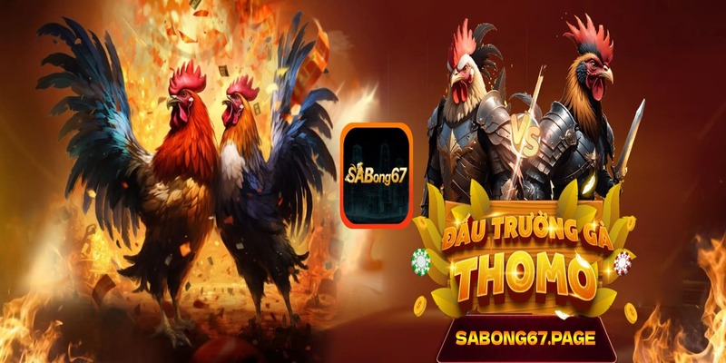 SABONG67 – Trực tiếp đá gà Thomo