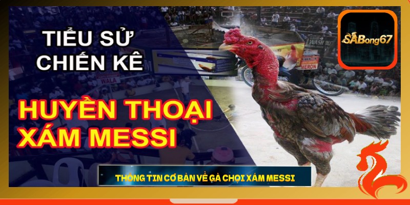 Thông tin cơ bản về gà chọi Xám Messi